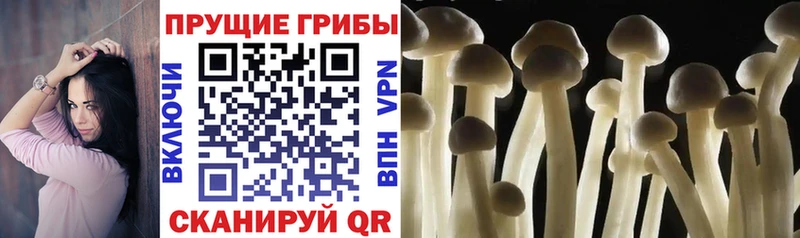 hydra вход  где найти   Барабинск  Галлюциногенные грибы Psilocybe 